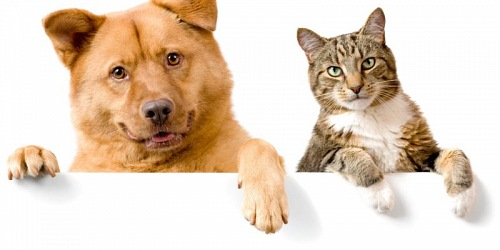 Cuenca Animal Clinic