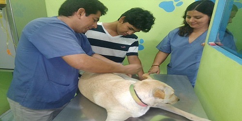 CLINICA VETERINARIA EL ARCA