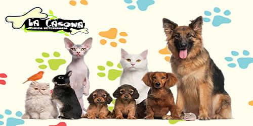 LA CASONA VETERINARIA
