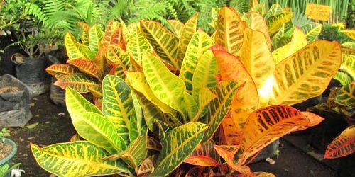 VIVERO EL MANANTIAL SUTATAUSA