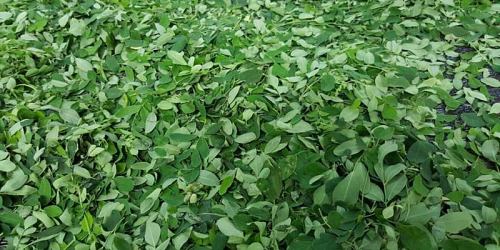 VENTA DE MORINGA Super Alimento y Medicina Natural Ecuador