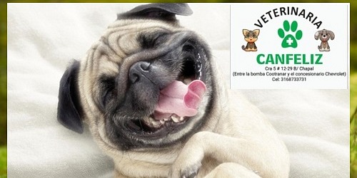 CANFELIZ- VETERINARIA