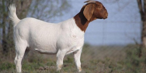 Paardefontein Boerbokstoet 116 & 999 & SW Malan Dorperstoet