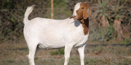 Paardefontein Boerbokstoet 116 & 999 & SW Malan Dorperstoet