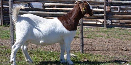 Paardefontein Boerbokstoet 116 & 999 & SW Malan Dorperstoet
