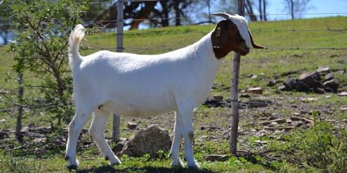 Paardefontein Boerbokstoet 116 & 999 & SW Malan Dorperstoet