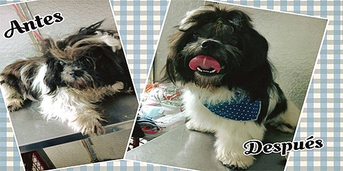 Cody Mascotas PetShop