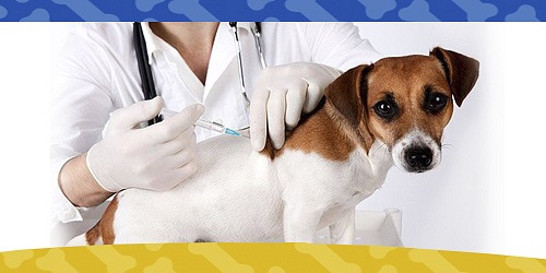 ZONA ANIMAL PET CÚCUTA