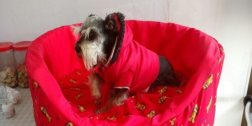 MI CACHORRO