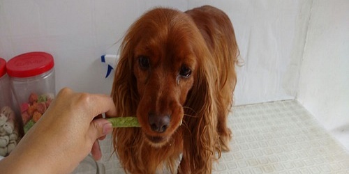 MI CACHORRO
