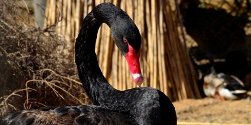 Eventieria Wildlife Park