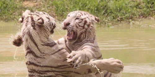 Eventieria Wildlife Park
