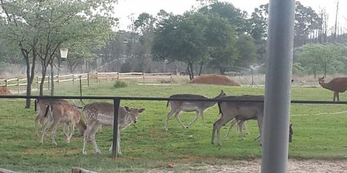 Eventieria Wildlife Park