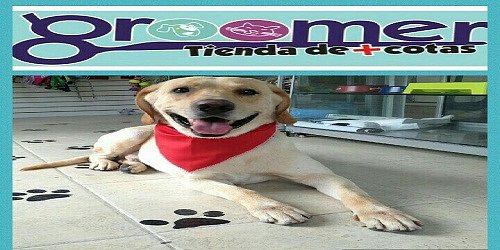 Groomer Tienda de Mascotas