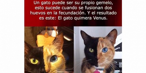 Groomer Tienda de Mascotas