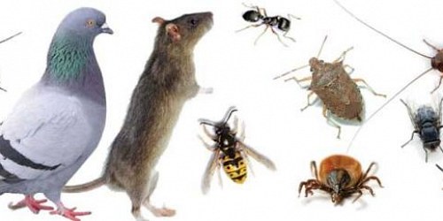 NNC Pest Control Centurion / Midrand