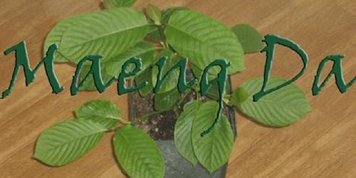KRATOM PORT ELIZABETH SOUTH AFRICA
