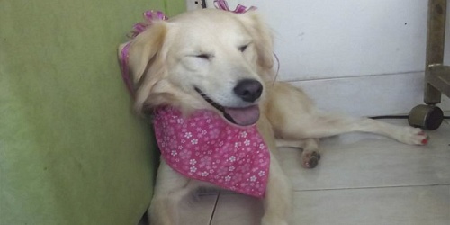 PELUQUERIA CANINA/FELINA PONME WOOW
