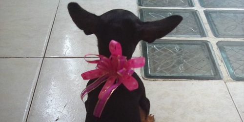 PELUQUERIA CANINA/FELINA PONME WOOW
