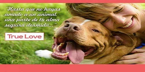 PET MARKET CLINICA VETERINARIA