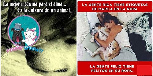 PELUQUERIA CANINA/FELINA PONME WOOW