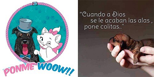 PELUQUERIA CANINA/FELINA PONME WOOW