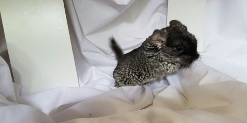 Mini Petland
