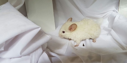 Mini Petland