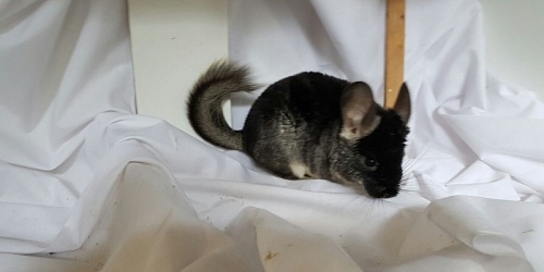 Mini Petland