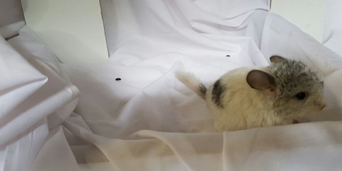 Mini Petland