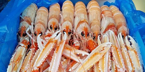 TRATTORIA IL PESCATORE