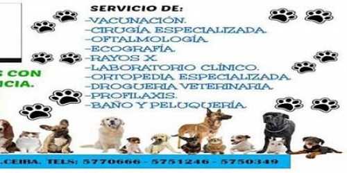 Perros & gatos cucuta clinica veterinaria