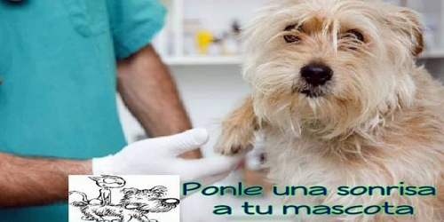Perros & gatos cucuta clinica veterinaria