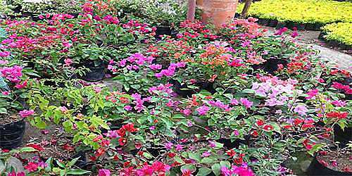 VIVERO Y ARTESANIAS JARDIN DEL LLANO
