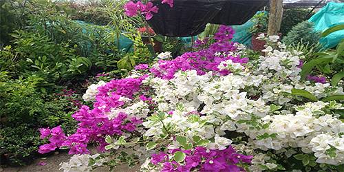 VIVERO Y ARTESANIAS JARDIN DEL LLANO