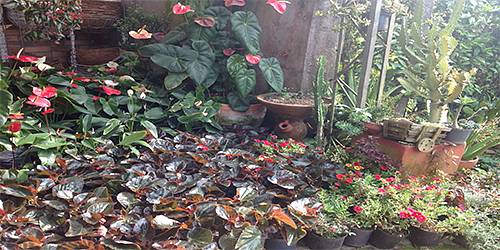VIVERO Y ARTESANIAS JARDIN DEL LLANO