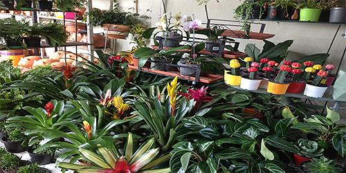 VIVERO Y ARTESANIAS JARDIN DEL LLANO