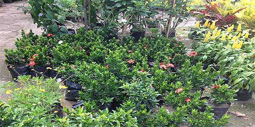 VIVERO Y ARTESANIAS JARDIN DEL LLANO