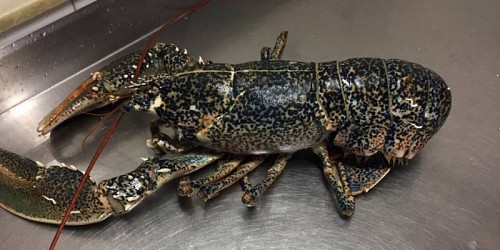 pescheria bongiorno giuseppe