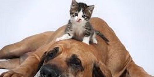 CLINICA VETERINARIA EL SOL