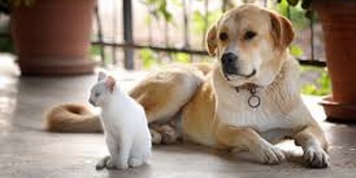 CLINICA VETERINARIA EL SOL