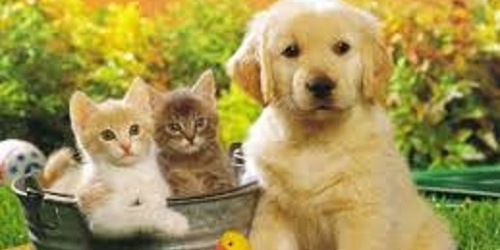 CLINICA VETERINARIA EL SOL