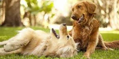 CLINICA VETERINARIA EL SOL