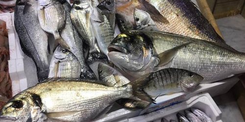 xacca mare pescheria