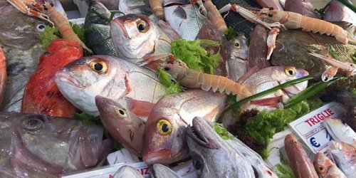 xacca mare pescheria