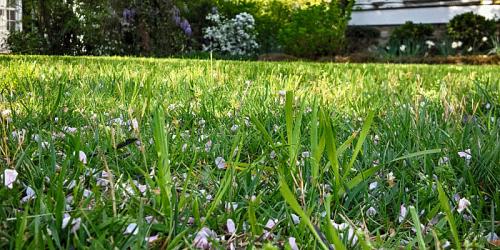 Extreme Lawns
