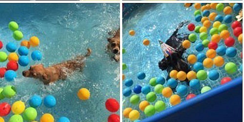 IL SALOTTO DEI CANI