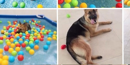 IL SALOTTO DEI CANI