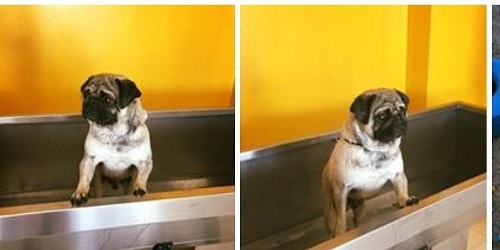 IL SALOTTO DEI CANI