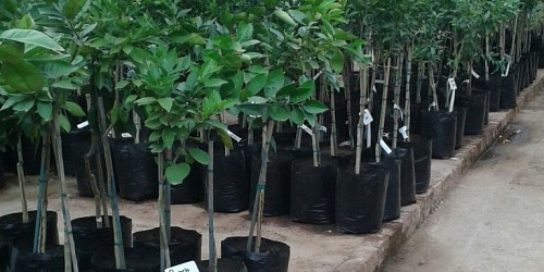 Jisreel Kwekery / Nursery Bela-Bela